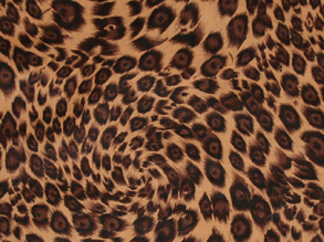 pp04bacf45.jpg